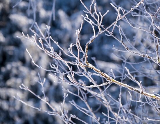 Snow covered branches.