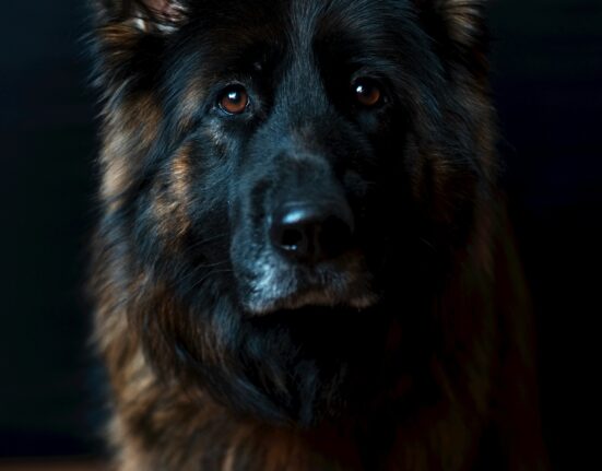 A picture of a black dog