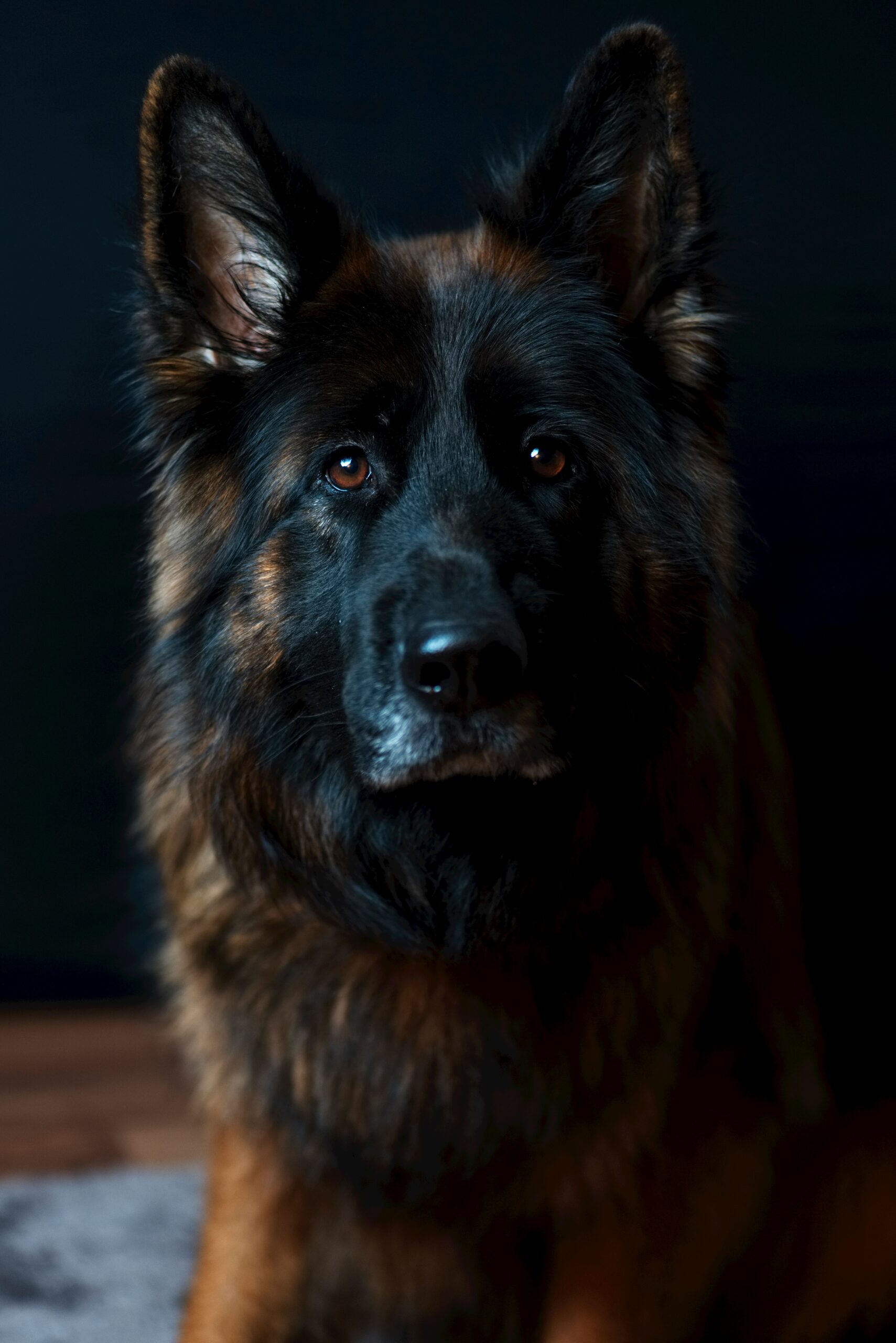 A picture of a black dog